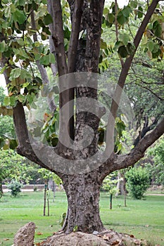 Beautiful multi trunk tree picture at Delhi Zoological park India photo