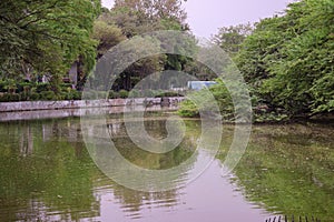 Random tree picture at Delhi Zoological park India surrounded with water body photo