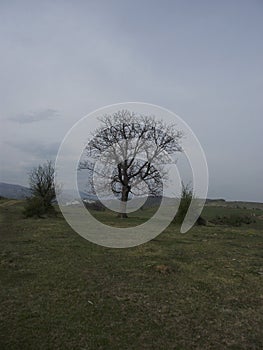 Random trees in the hills