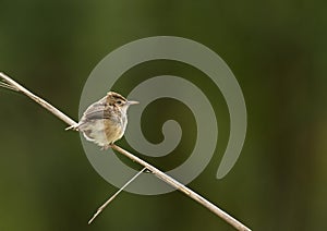 Rands Zanger, Rand's Warbler, Randia pseudozosterops photo