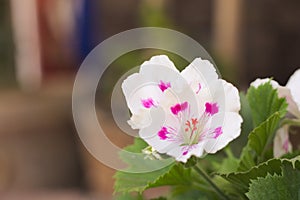 Randy geranium 6