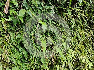 The Rane Fern & x28;Selaginella& x29; plant grows abundantly in tropical rainforests in Kediri Regency, East Java, Indonesia