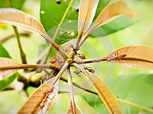 Rang Rang Ant