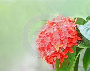 Rangan flower