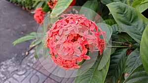 Rangan flower beside street