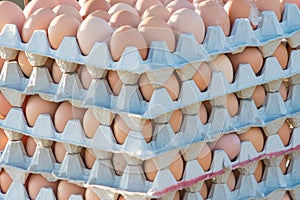 Range of brown fresh eggs rows at bio poultry farm