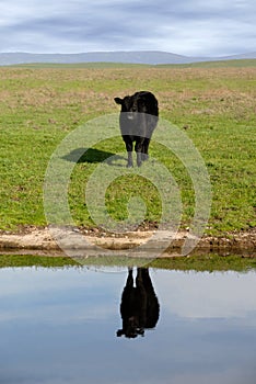 Range Cow Reflection