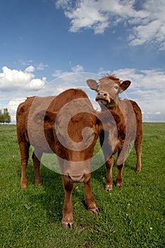 Range Cows