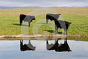 Range Cows Reflection