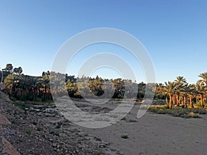 A range of palm trees for the production of dates in a valley in Morocco