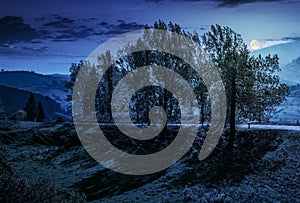 Range of poplar trees by the road on hillside at night