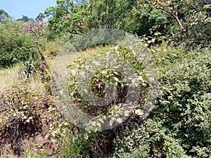 Range of Sahyadri mountains covered with green and beautiful trees.