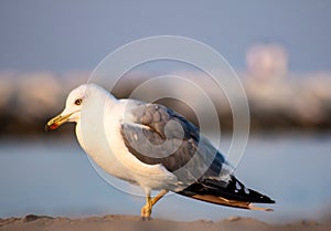 ranging from 29 cm in length to 120 g in weight of the small gull, to 75 cm