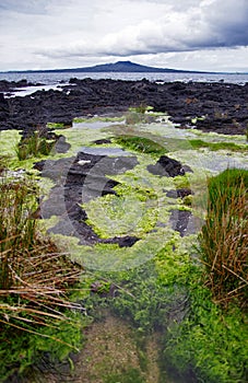 Rangitoto Island, New Zealand.