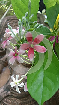 Rangoo Creeper Vine