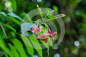 Rangoon Creeper, Burma creeper, Combretum indicum photo