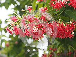 Rangoon Creeper, Chinese honey Suckle, Drunen sailor, Combretum indicum DeFilipps name red pink and white flower blooming in