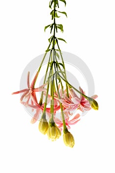 Rangoon creeper flower