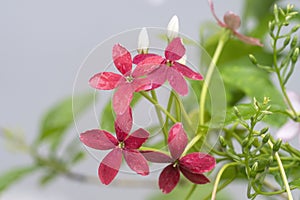 Rangoon Creeper flowers