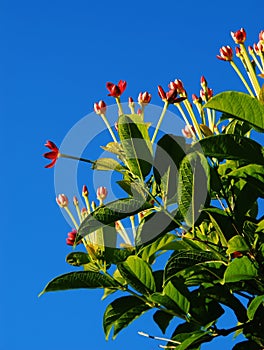 Rangoon creeper flowers