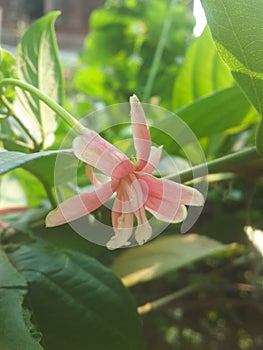 Rangoon flower