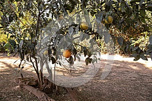 Rangpur Fruit Tree