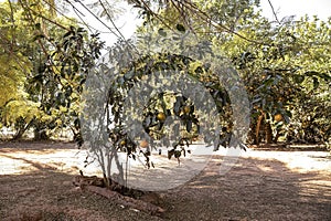 Rangpur Fruit Tree