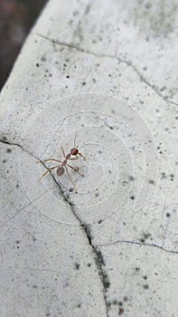 Rangrang is a large red ant.