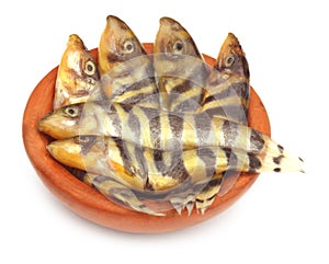 Rani Fish of Indian subcontinent