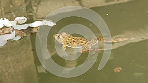 Ranidae - true frog
