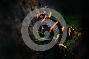Ranitomeya imitator `Baja Huallaga`, Mimic poison frog in nature forest habitat. Dendrobates frog from central Peru and Brazil.