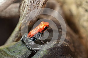 Ranitomeya reticulata photo