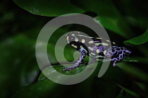 Ranitomeya vanzolinii, Brazilian spotted poison frog, in the nature forest habitat. Dendrobates from from central Peru east of the