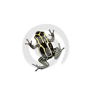 Ranitomeya Ventrimaculata frog on white background