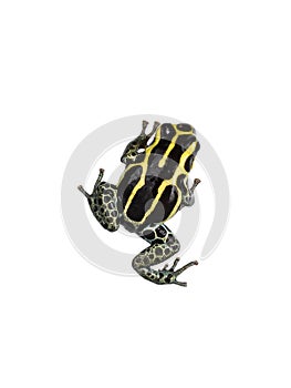 Ranitomeya Ventrimaculata frog on white background