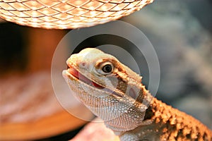 A rankin`s dragon basking under heat lamp photo