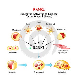 RANKL, and Activation of osteoclast