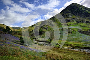 The Rannerdale Bluebells