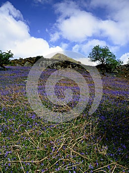 The Rannerdale Bluebells
