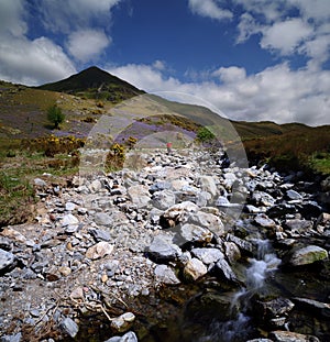 The Rannerdale Bluebells