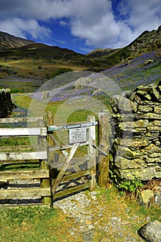 The Rannerdale Bluebells