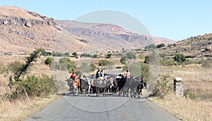 Herd of Zebu walking on the road. Zebu are the working horse of agricultural Madagascar,