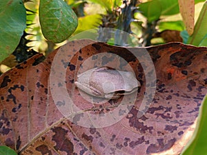 Ranoidea wilcoxii Amphibian also known as stony creek frog