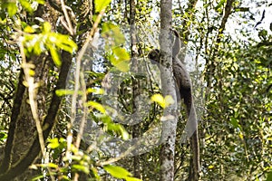 Ranomafana forest with lemur on a tree