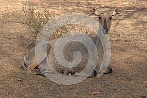 Ranthambore India. Wild Sambar deer