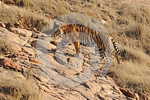 Ranthambore India. Wild tiger hunting photo