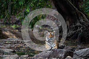 Ranthambore Legendary tigress Canvas painting image at Ranthambore National Park