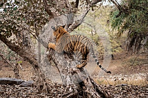 Ranthambore male bengal tiger trying to climb and balance over a tree trunk while he was on stroll for territory marking