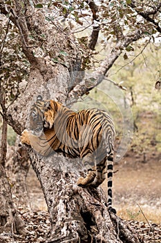 Ranthambore male bengal tiger trying to climb and balance over a tree trunk while he was on stroll for territory marking