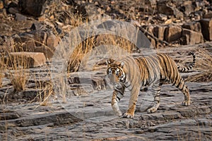 Ranthambore tiger or panthera tigris on evening stroll for territory marking head on and tail up looking at camera on hill rocks